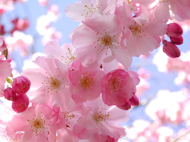 Cherry Blossom Trees in Downtown L.A.