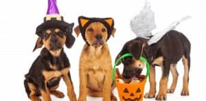 Dog_Halloween_EatDrinkla