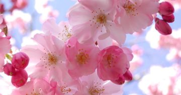 Cherry Blossom Trees in Downtown L.A.