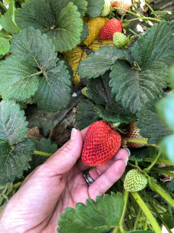 Strawberry Underwood Farms 