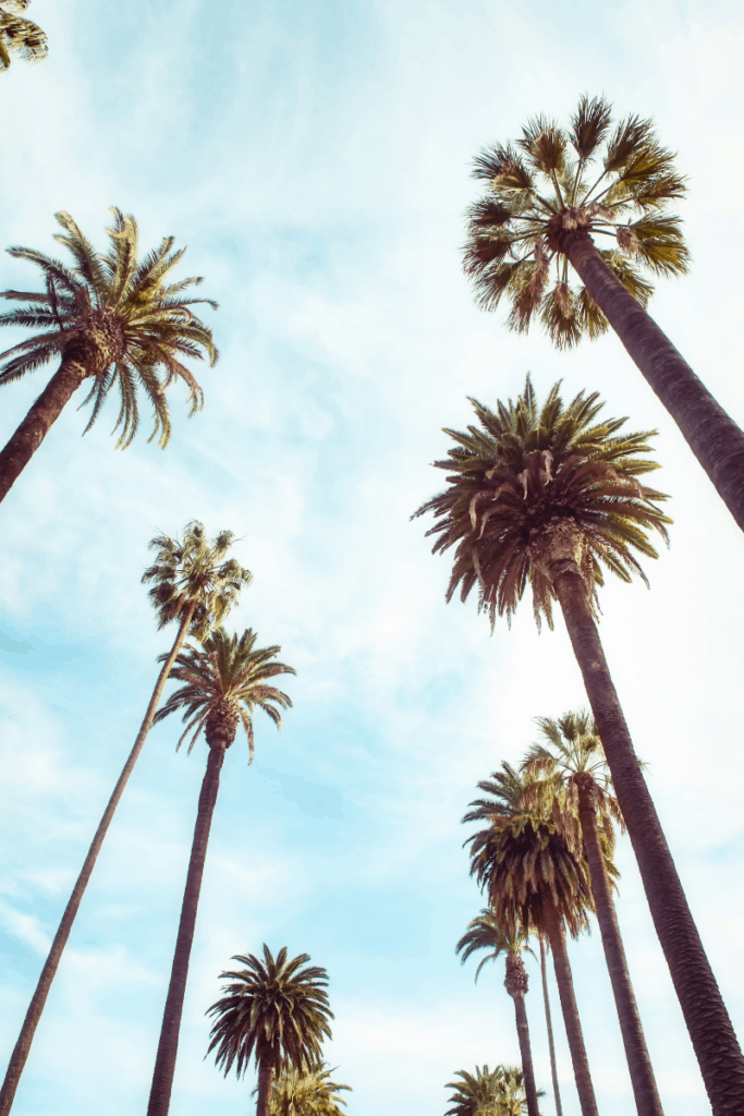 Moving to LA Here's one thing I would do differently - Palm Trees