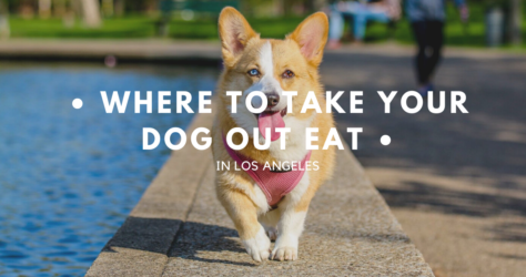 Where to Take your Dog out to Eat this Week
