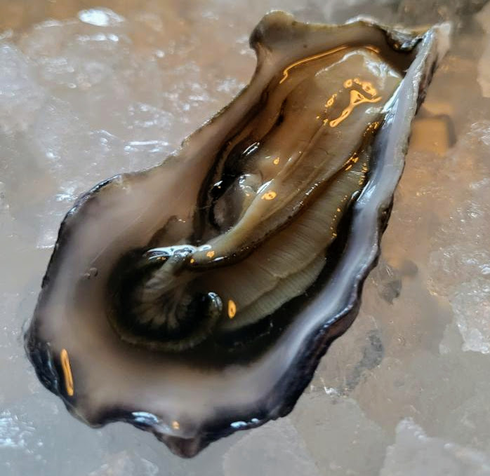 The Lonely Oyster