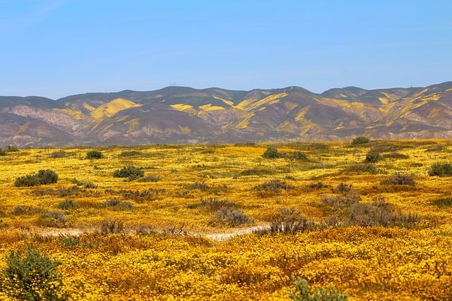 wildflower superbloom