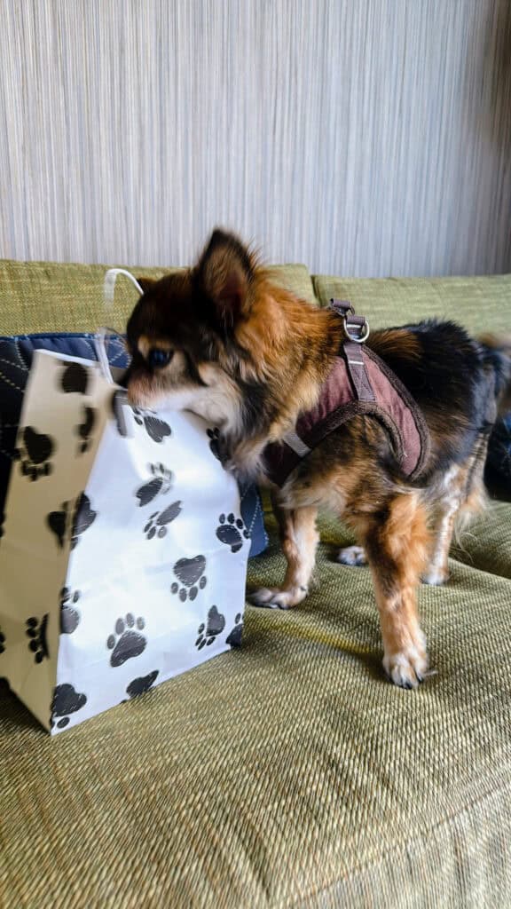 Pup Treats Hotel Maya