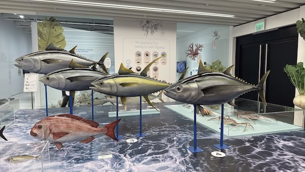 Native Fish Washoku JAPAN HOUSE